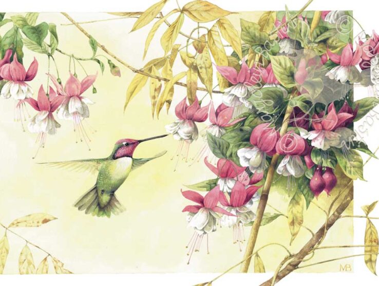 Whispers Of A Hummingbird