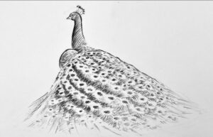 Willow Wood Ee &Ndash; Thomas Kinkade Gallery Of Murfreesboro Willow Wood Ee Sketch